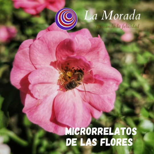 Microrrelatos de las flores