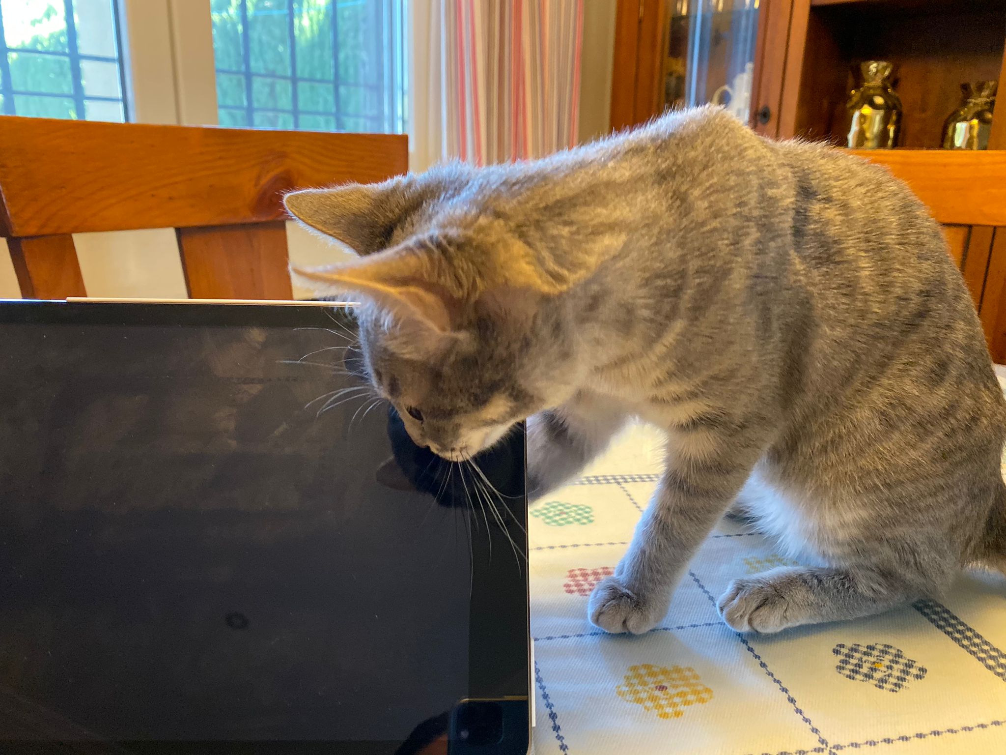Microrrelatos del gato y el iPad